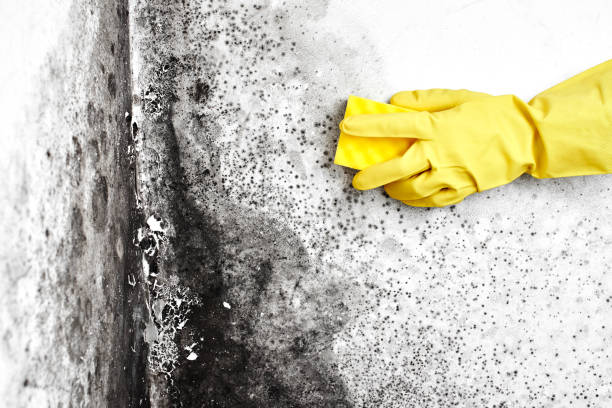 Best Office Mold Removal Services  in Penn Yan, NY