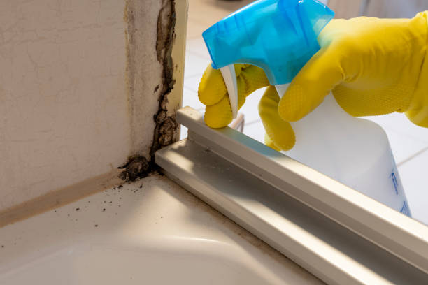 Best Toxic Mold Removal  in Penn Yan, NY