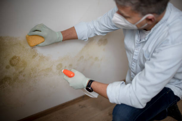 Best Residential Mold Removal  in Penn Yan, NY