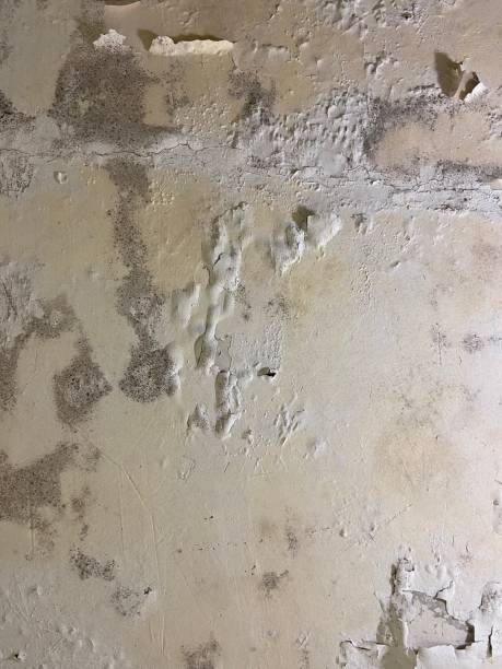 Best Mold Removal Near Me  in Penn Yan, NY
