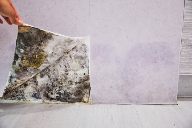 Mold Testing and Removal in Penn Yan, NY